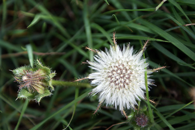 Even weeds can be&nbsp;beautiful