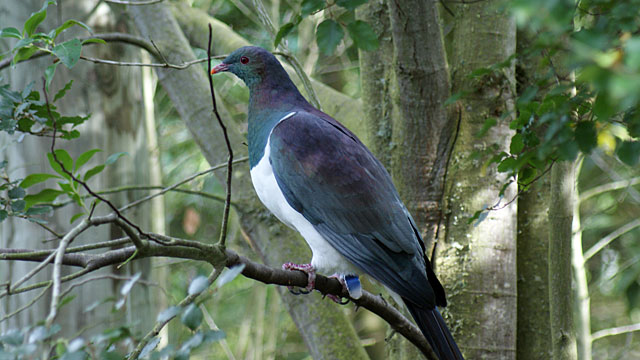 Kereru, the New Zealand Wood&nbsp;Pigeon