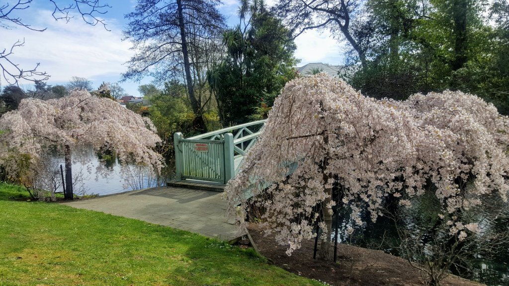 Blossom trees by the bridge at Mona&nbsp;Vale