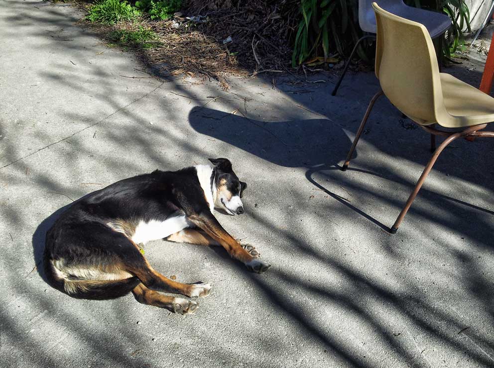 A relaxed dog named Loco lying on the pavement outside Upshot Coffee cafe, with a chair nearby and shadows from surrounding greenery.