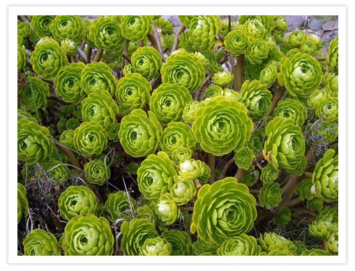 Plants at Taylor’s Mistake&nbsp;Beach