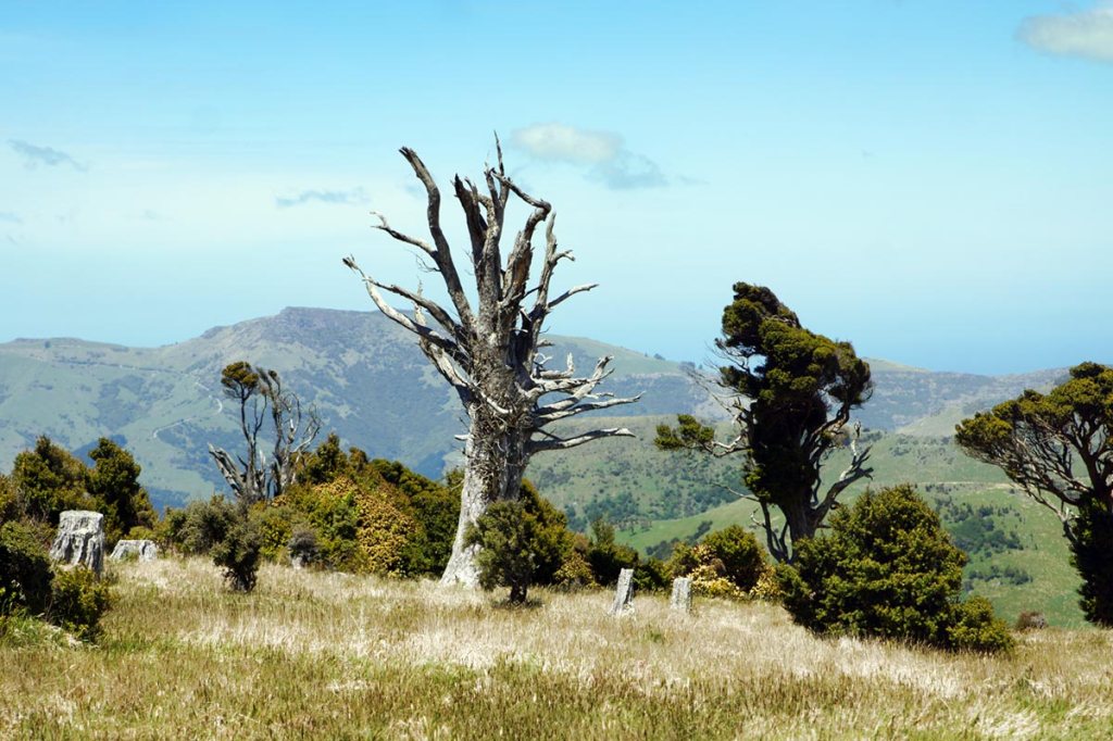 Trees on the Port Levy&nbsp;Saddle
