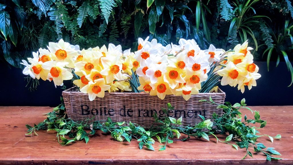 Daffodils at The&nbsp;Colombo