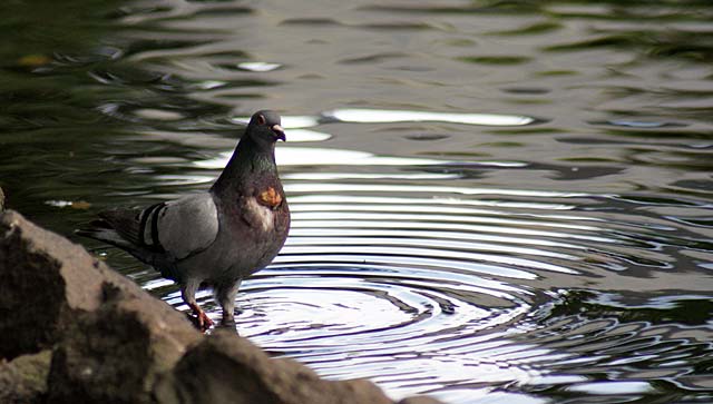 pigeon-water