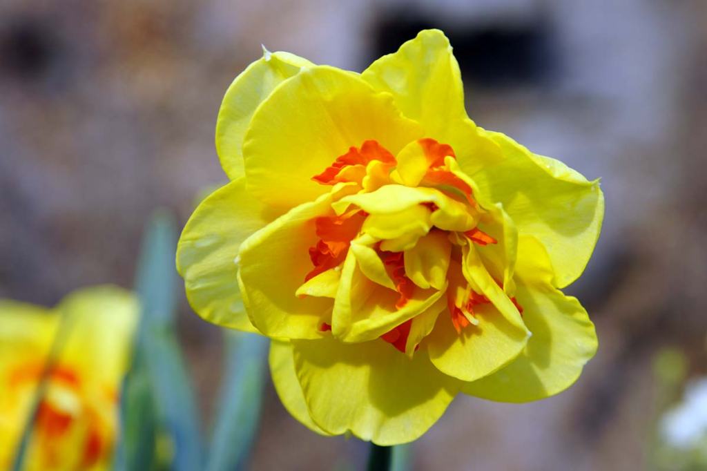 Daffodil Tahiti in my&nbsp;Garden