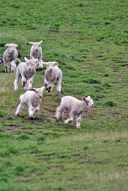 Frolicking Lambs