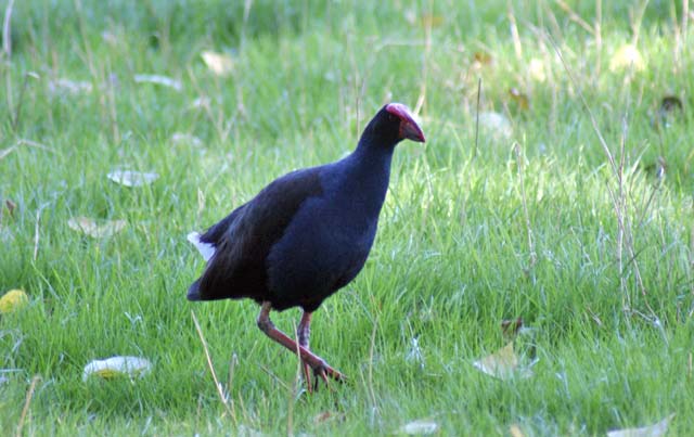 pukeko2 pukeko2