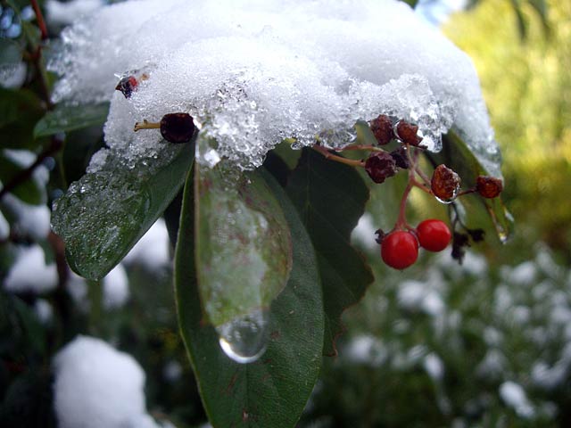 Snow Berry