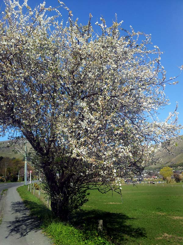 Blossom Tree in&nbsp;Heathcote