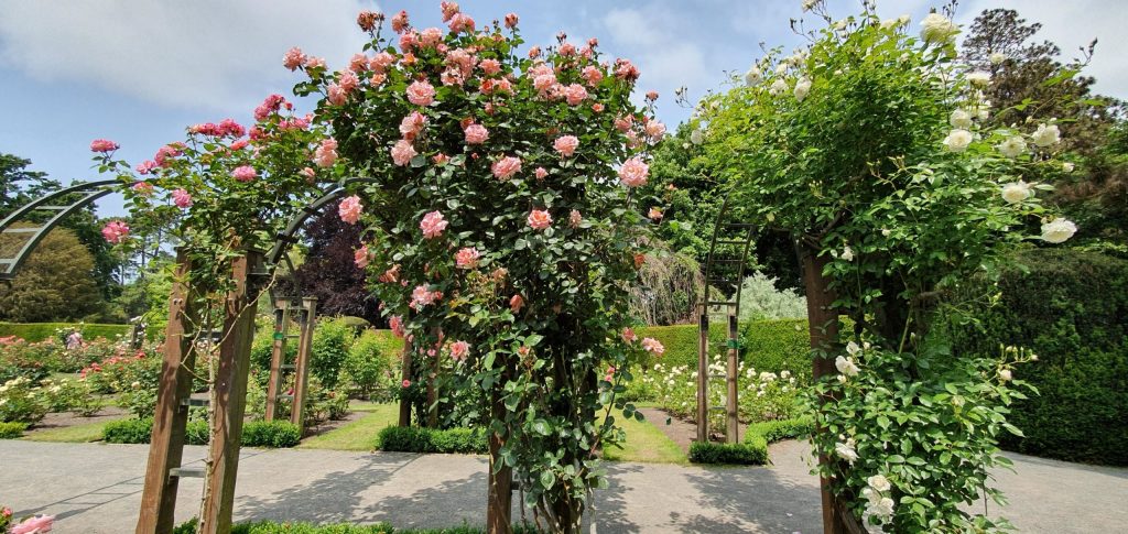Roses at the Botanic&nbsp;Gardens