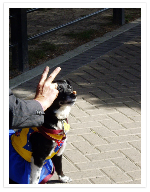 A border-collie cross dog wearing a colorful outfit, sitting on a sidewalk with a treat balanced on its nose, while a person gestures with two fingers in the background.