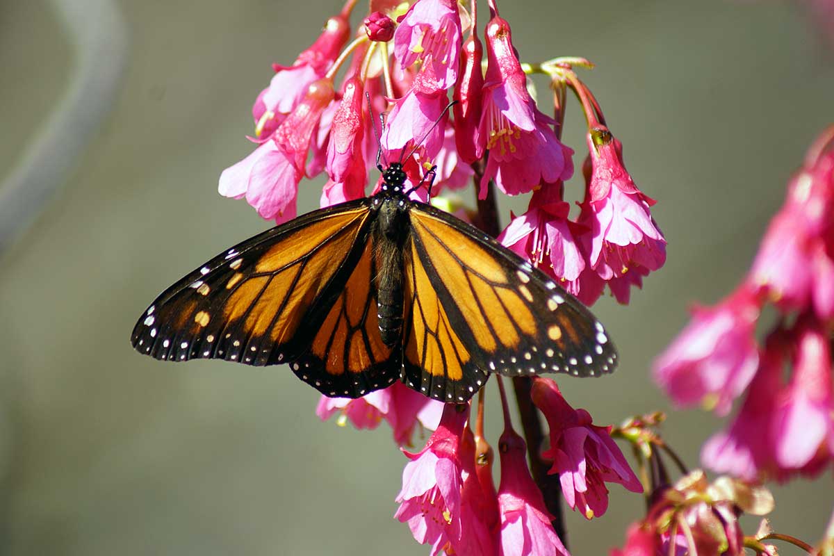 A monarch butterfly perched on vibrant pink blossoms in a garden.