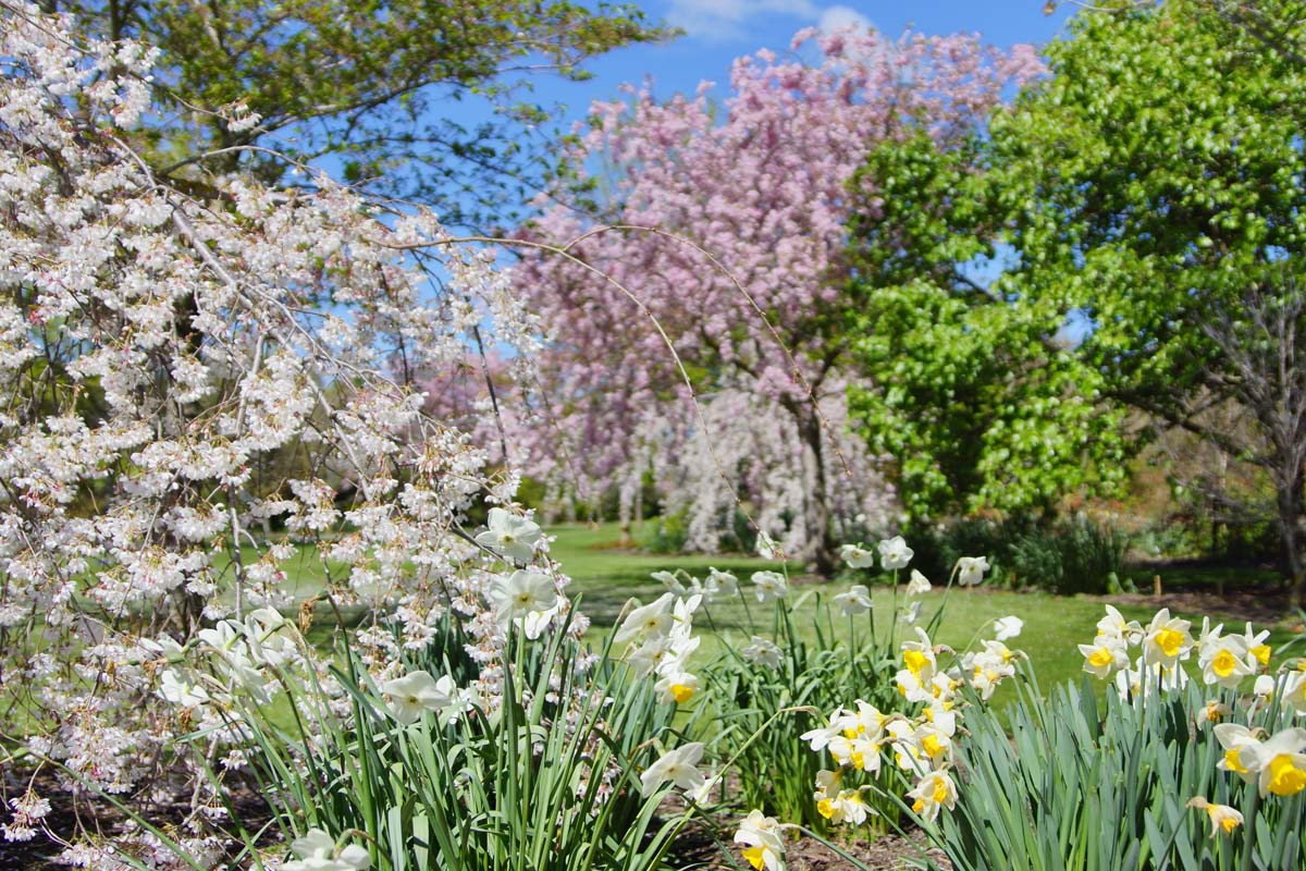 A vibrant garden scene featuring blooming cherry blossoms and daffodils under a clear blue sky.