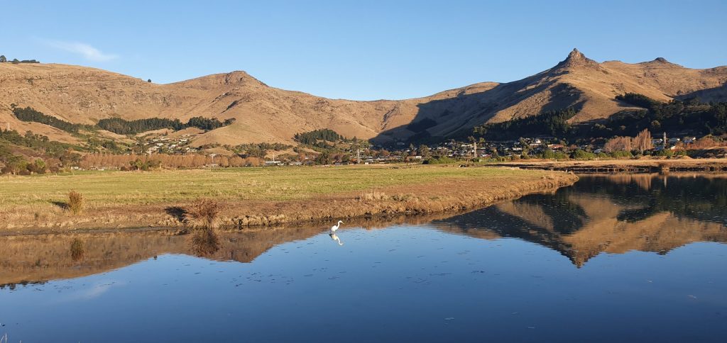 Kotuku in Ferrymead&nbsp;Park