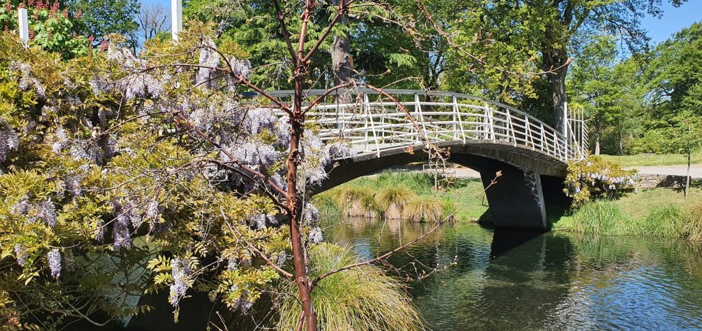 Wisteria in the Botanic&nbsp;Gardens