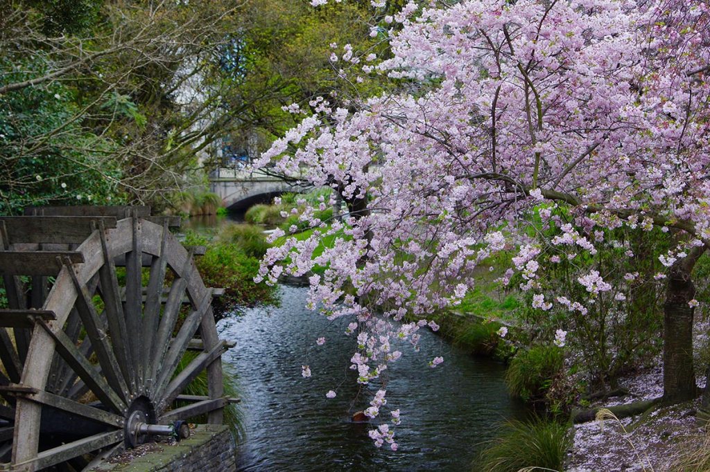 Blossom Tree by the Water&nbsp;Wheel