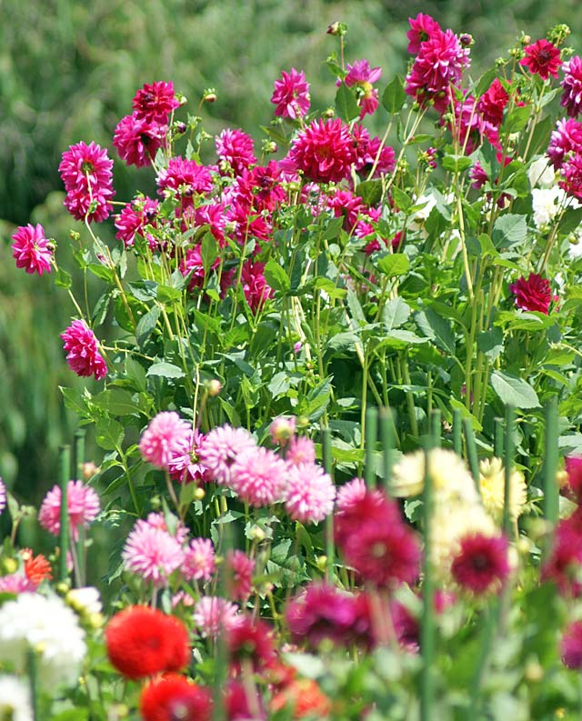 Red Dahlia at Botanic&nbsp;Gardens