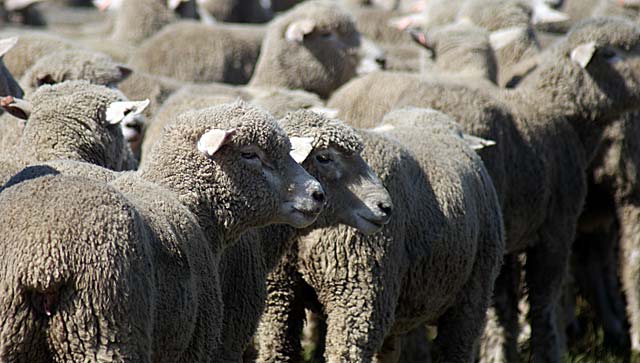 sheep-mob