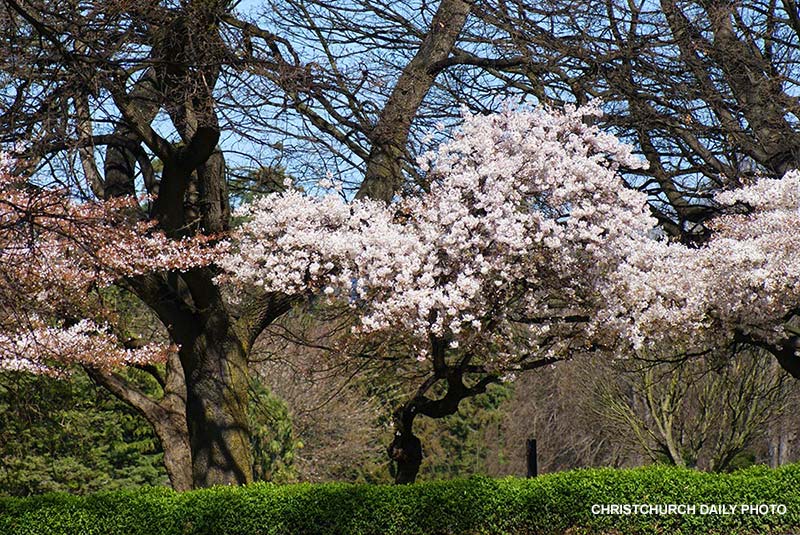 Blossom Trees on Harper&nbsp;Avenue