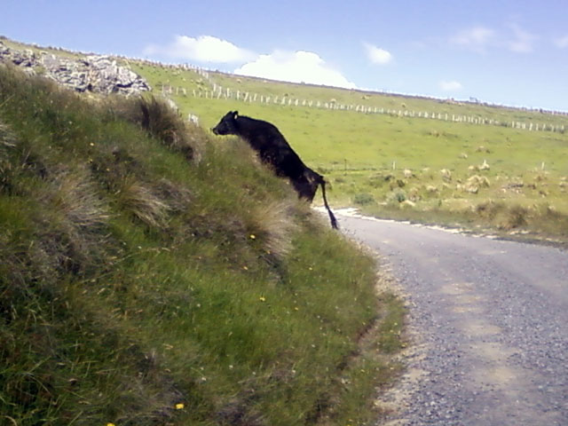 Moo moo cows on Rapaki&nbsp;Track