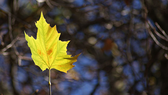 Solitary Leaf