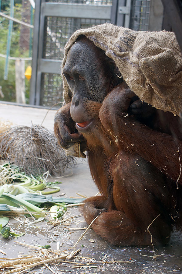 An orangutan sitting on the ground, partially covered with a burlap sack, while picking food from a pile of leaves and vegetables.