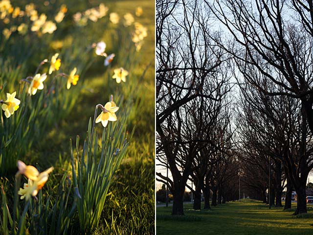 Tree on Linwood Avenue at&nbsp;Sunset