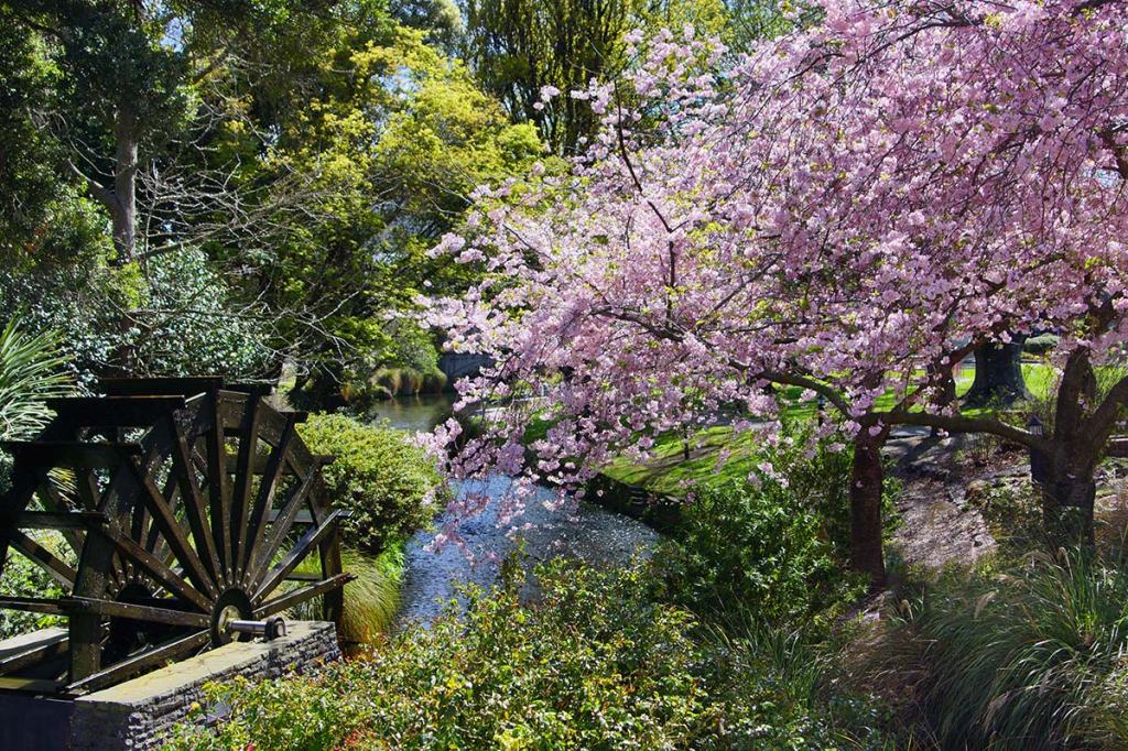 A scenic view of a water wheel next to a serene waterway, surrounded by vibrant pink cherry blossom trees and lush greenery.