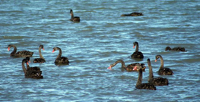 Black Swans on the&nbsp;Estuary