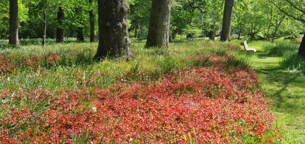 Harlequin flowers in Hagley&nbsp;Park