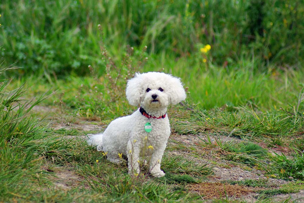 A Bichon Friche and a&nbsp;Bumblebee