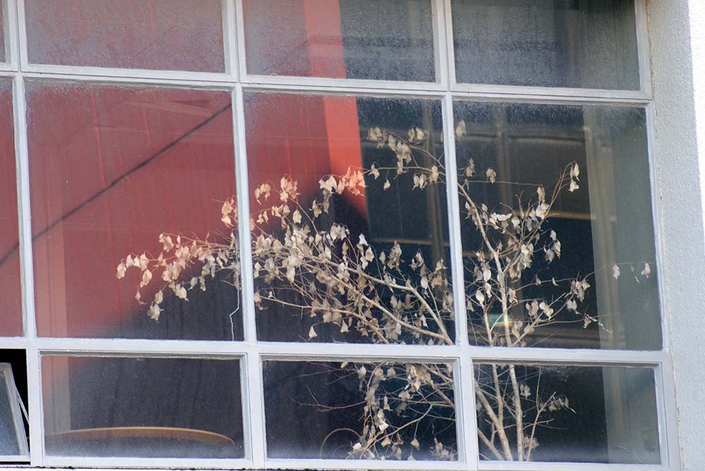 Dead Tree in an Office, Armagh&nbsp;Street