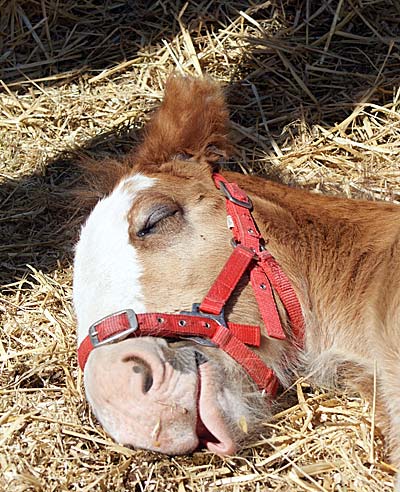 Sleeping Foal