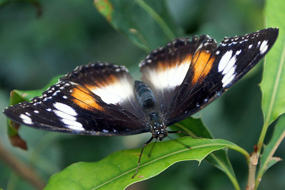 A butterfly with open wings showcasing orange and white markings, resting on a green leaf.