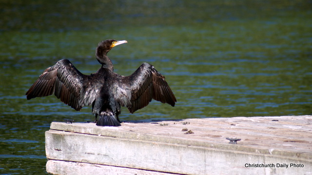 Shag at the&nbsp;Groynes