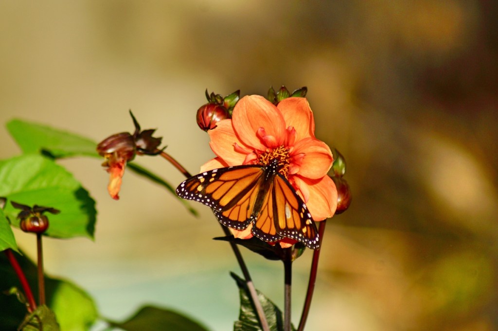 Monarch Butterfly on my Dahlia&nbsp;Flower
