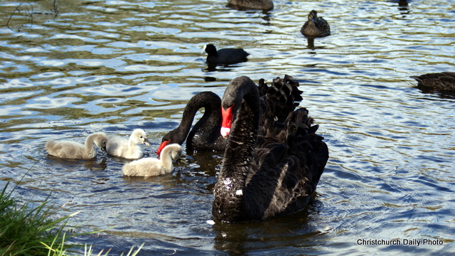 Swans and Signets