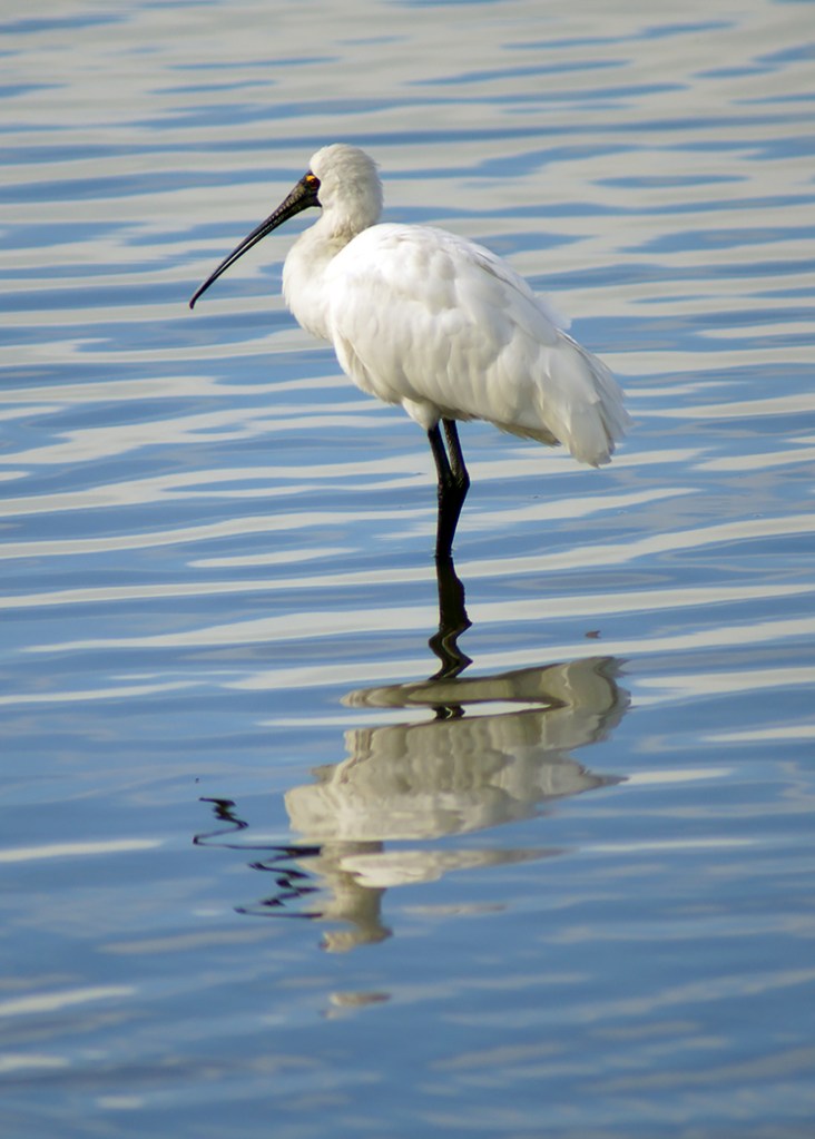 Royal Spoonbill on the&nbsp;Estuary