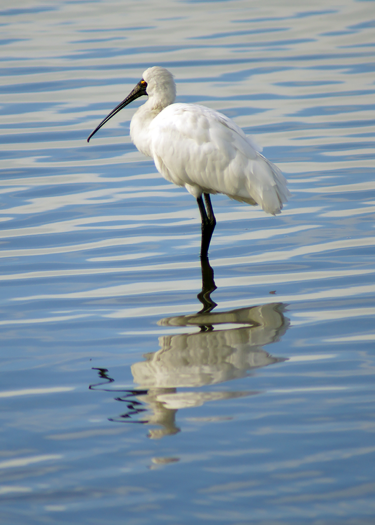 Royal Spoonbill on the&nbsp;Estuary