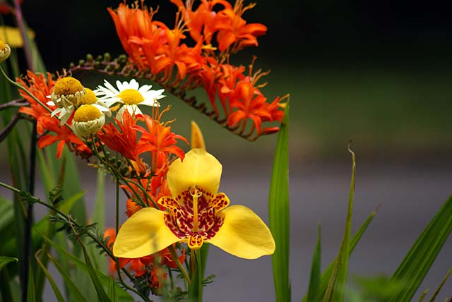 Herbaceous Border, Botanic&nbsp;Gardens