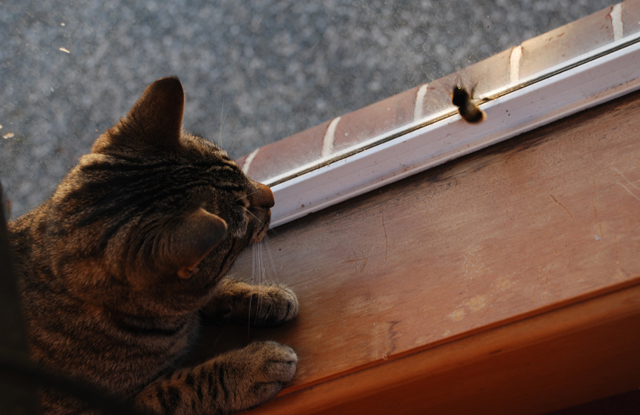 The cat and the&nbsp;bumblebee