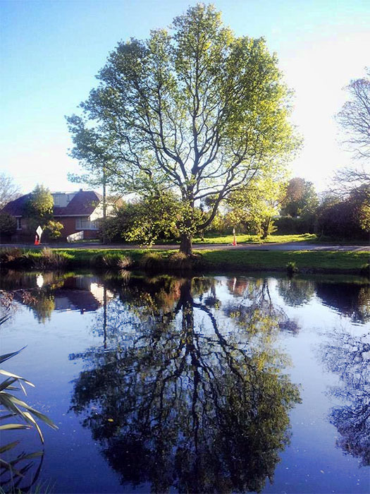 Willow Tree by the Avon River,&nbsp;Avonside