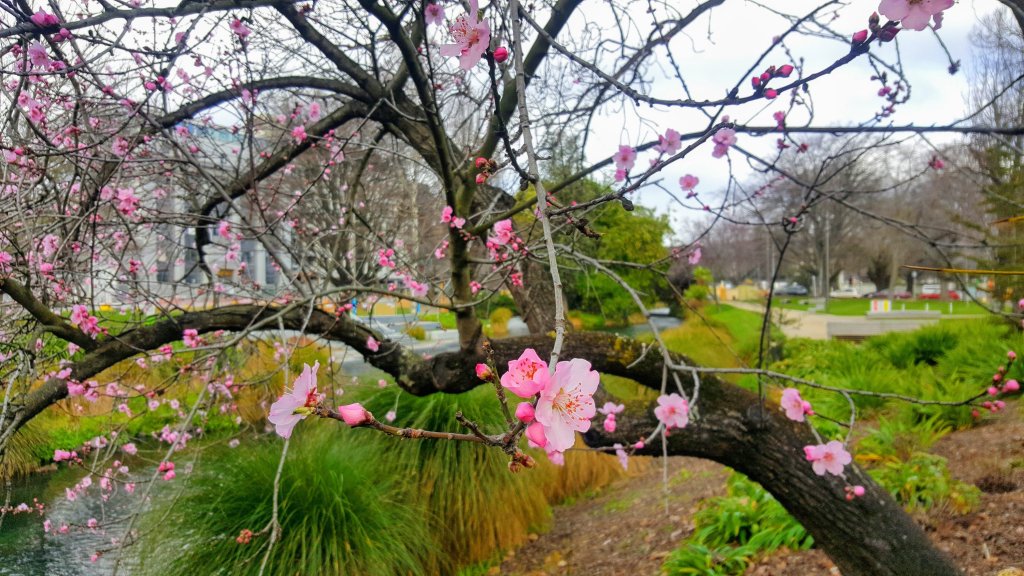 Blossom tree by Worcester Street&nbsp;bridge