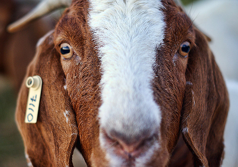 closeupgoat Close-up of a brown and white goat with a tag on its ear, looking directly at the camera.