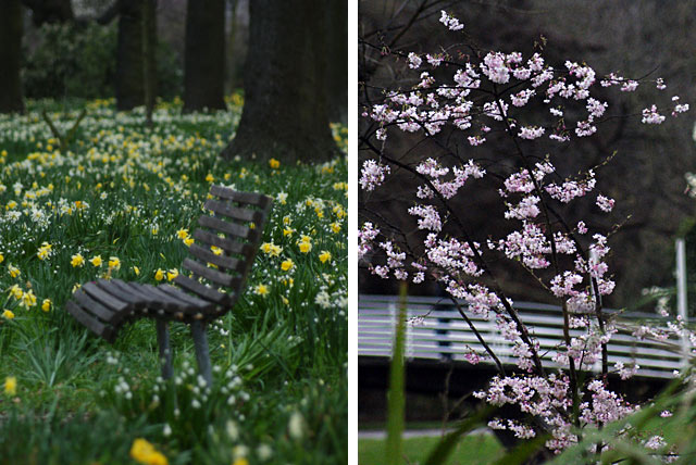 A wooden bench surrounded by blooming daffodils in Hagley Park, Christchurch, with cherry blossoms in the background.
