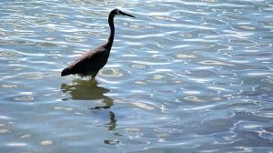 heron4