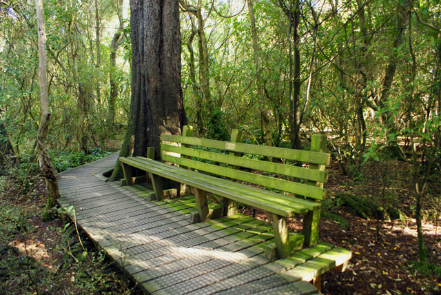 Seat at Riccarton&nbsp;Bush