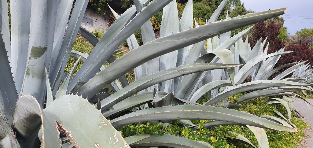 Large succulents on Main&nbsp;Road