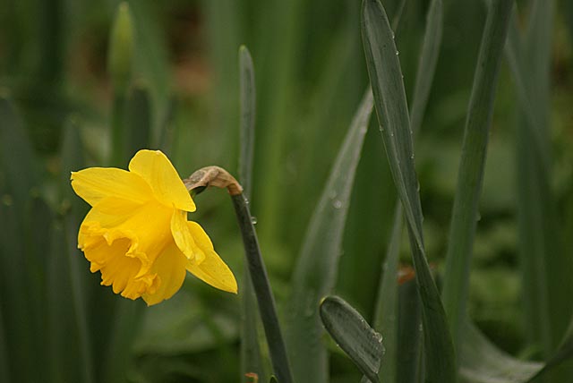 daffy A close-up of a yellow daffodil flower surrounded by green leaves in a sunny garden.