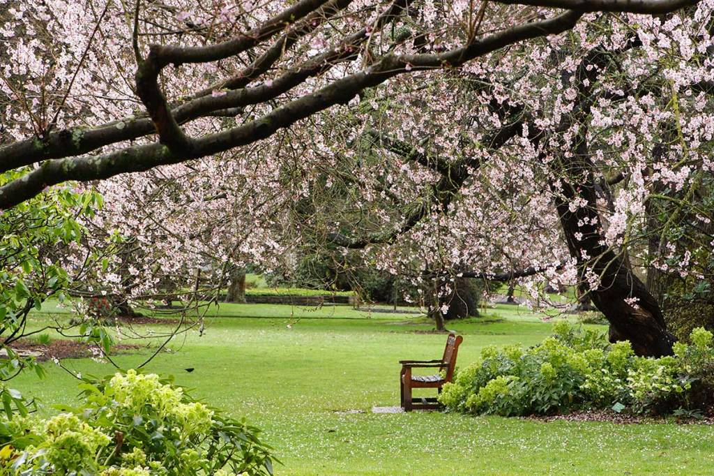Rainy morning in the Botanic&nbsp;Gardens